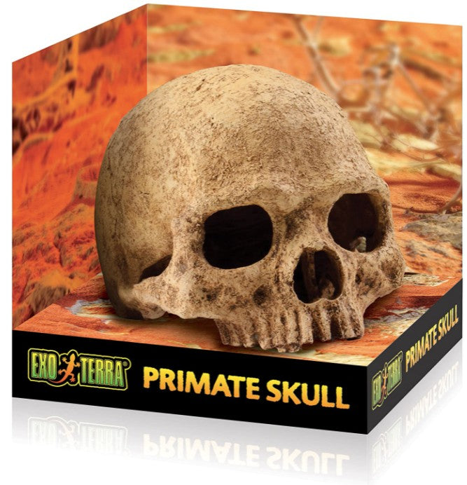 Exo Terra Terrarium Primate Skull Decoration